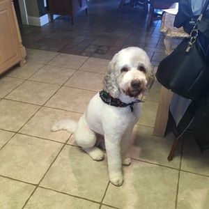 Meet your Posher, Belinda